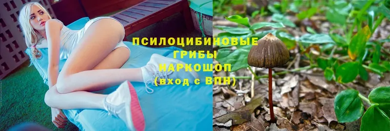 дарнет шоп  Балабаново  Псилоцибиновые грибы Psilocybine cubensis 